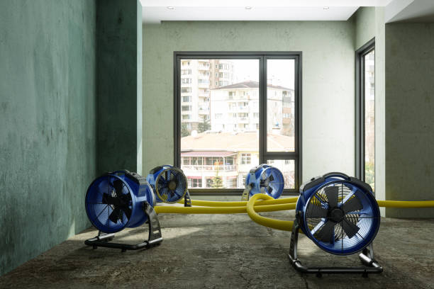Best Basement water damage restoration  in Flagstaff, AZ
